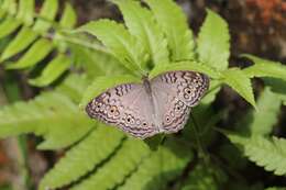 Image of Grey Pansy Butterfly