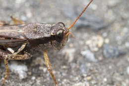 Melanoplus fasciatus (Walker & F. 1870) resmi