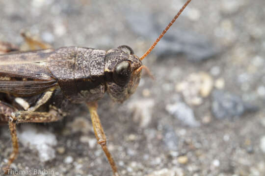 Image of Huckleberry Grasshopper