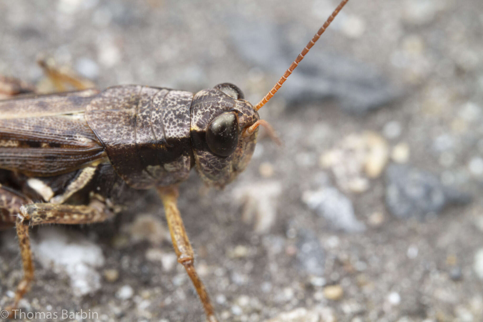 Melanoplus fasciatus (Walker & F. 1870) resmi