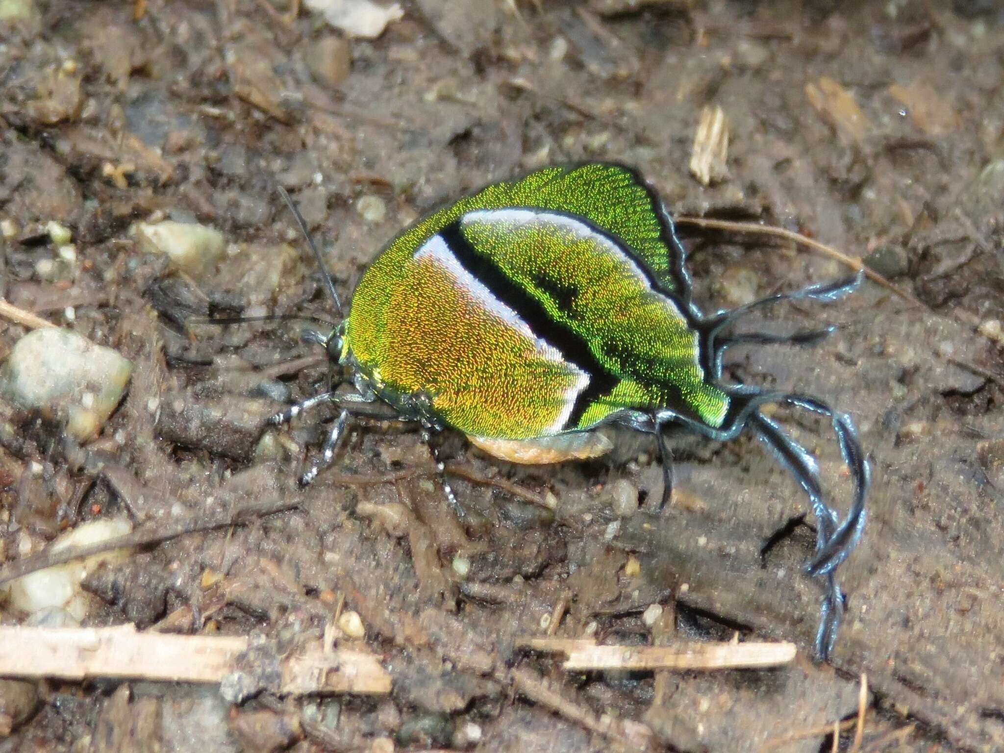 Image of <i>Arcas tuneta</i> (Hewitson 1865)