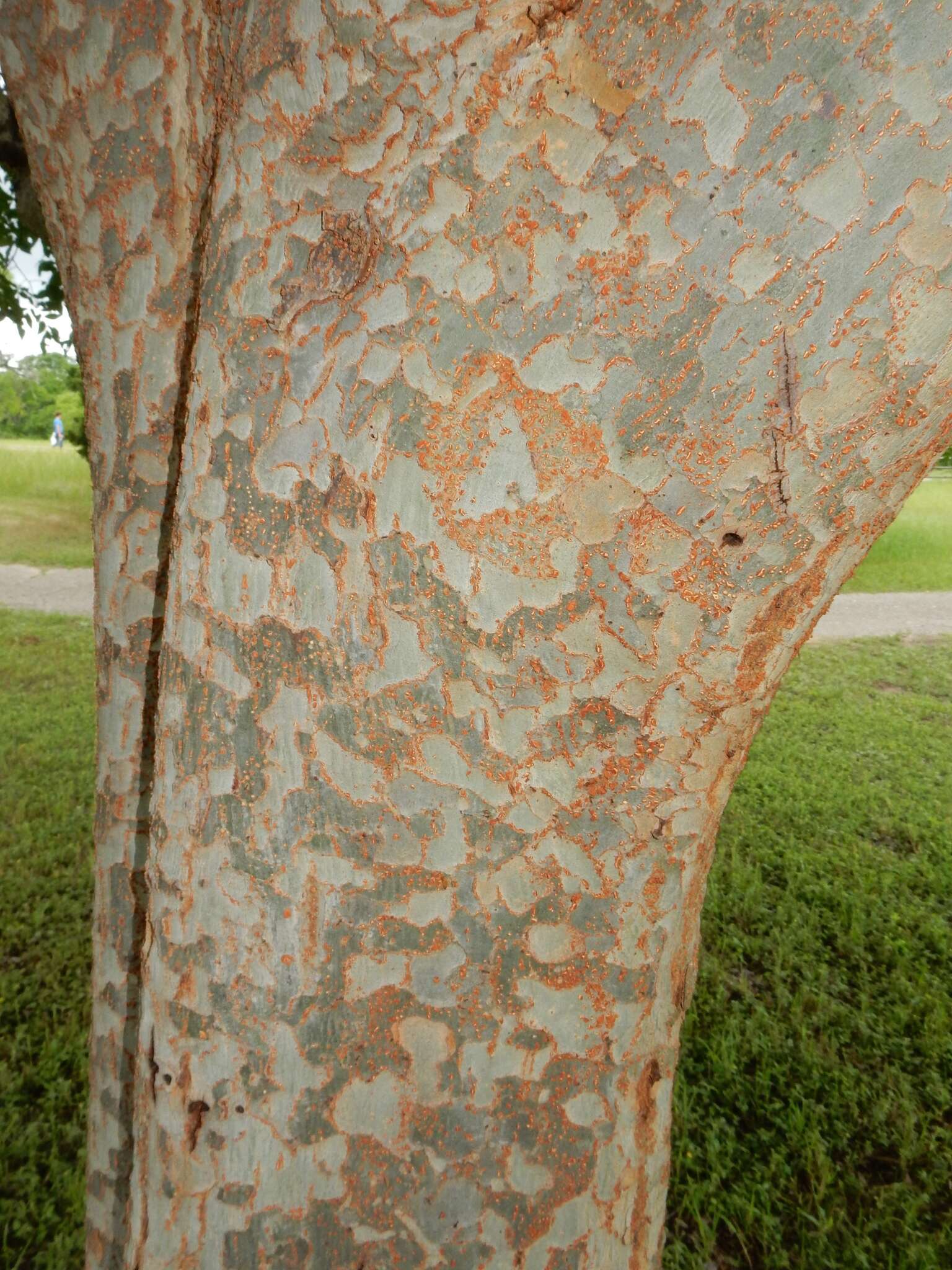 Image of Chinese elm