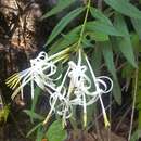 Image of Solenandra angustifolia