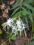 Image of Solenandra angustifolia