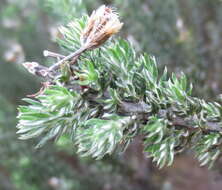 Image of Strandveld Blombush