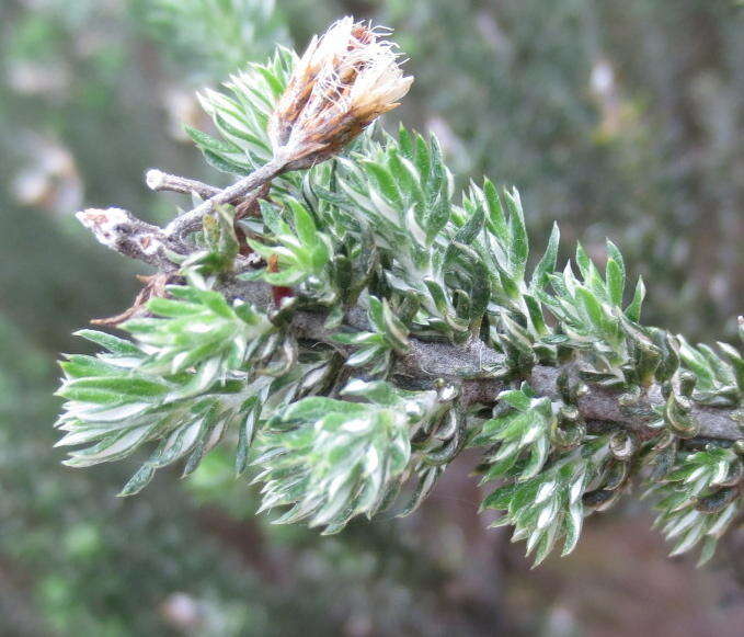 Image of Strandveld Blombush