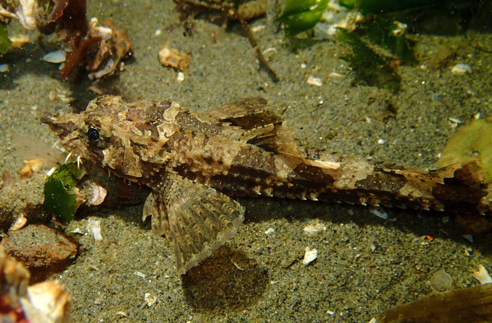 Image de agone foncé