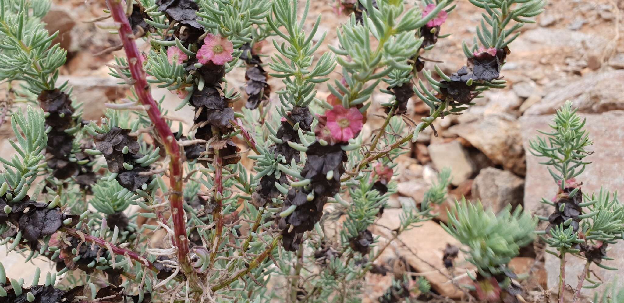 Image of Three-wing Bluebush