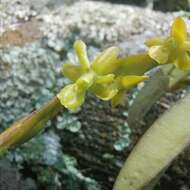 Image of Epidendrum cardiophorum Schltr.