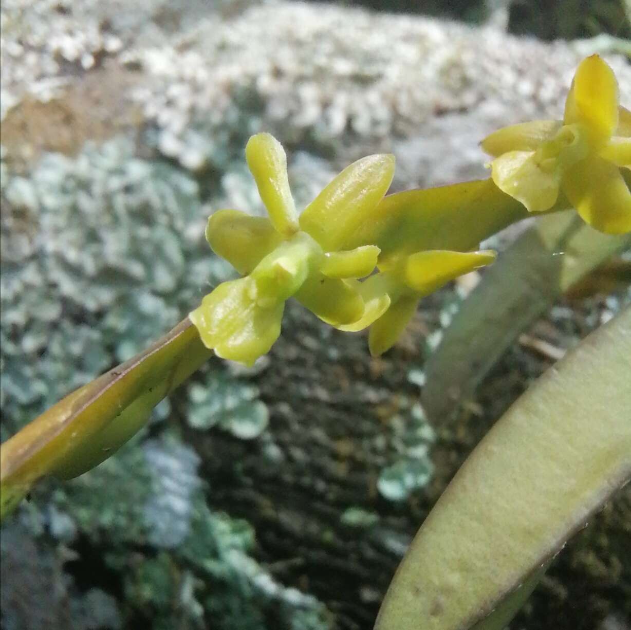 Image of Epidendrum cardiophorum Schltr.