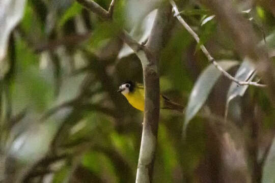 Image of White-faced Robin