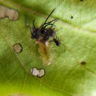 Слика од Deloyala cruciata (Linnaeus 1758)