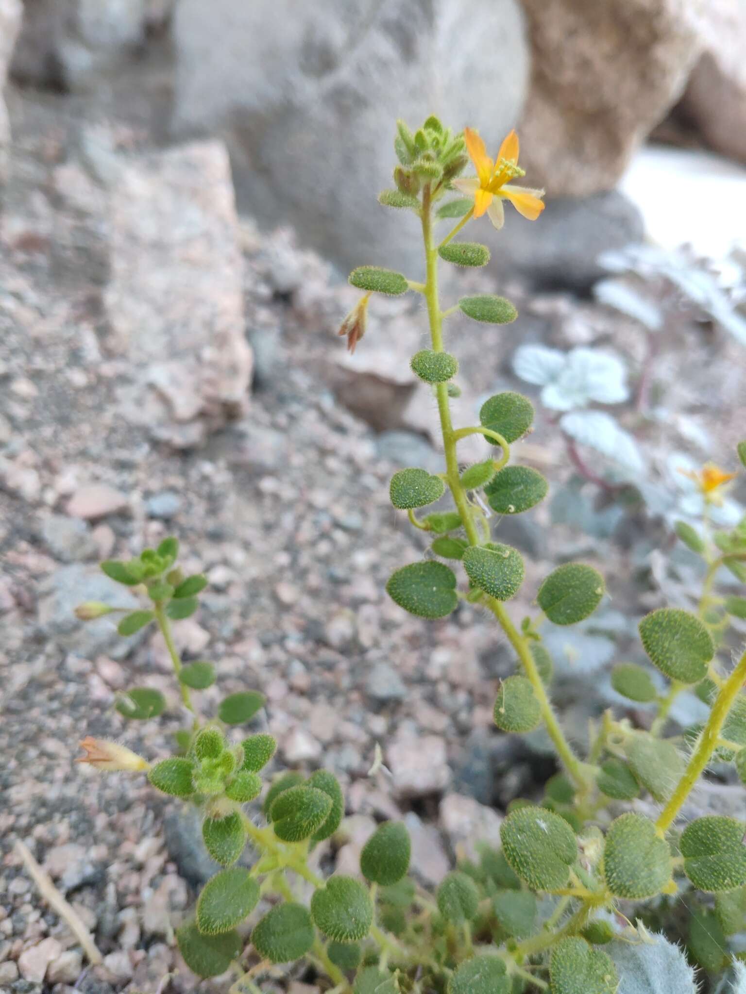 Слика од Thulinella chrysantha (Decne.) Roalson & J. C. Hall