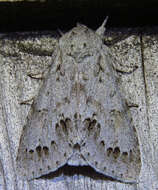 Image of Acronicta insita Walker 1856