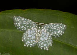 Image of Berta chrysolineata Walker 1863