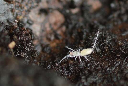 صورة Prokoenenia wheeleri (Rucker 1901)