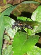 Image of Camponotus rufipes (Fabricius 1775)