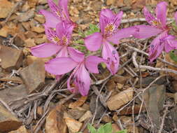 Image of Alstroemeria paupercula Phil.