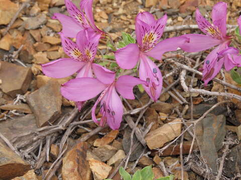 Image of Alstroemeria paupercula Phil.