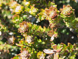 Image de Westringia rubiifolia R. Br.