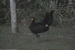 Image of Black Curassow