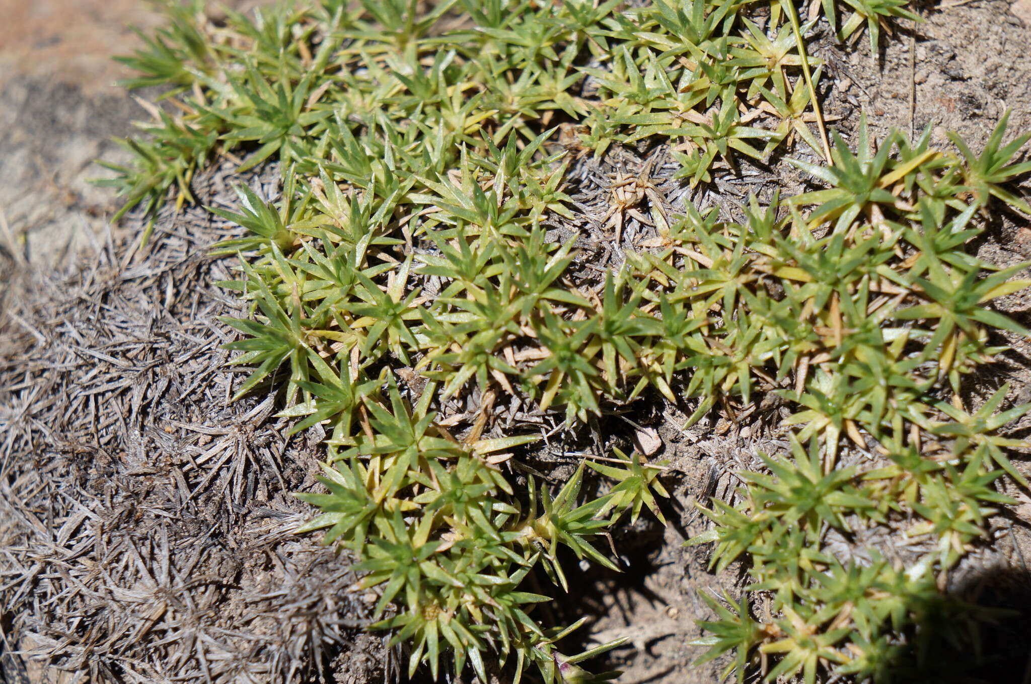 Image of Junellia minima (Meyen) Moldenke