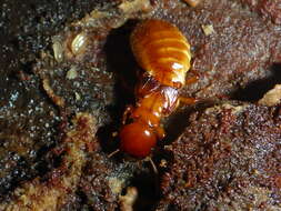 Image of Pacific Dampwood Termite