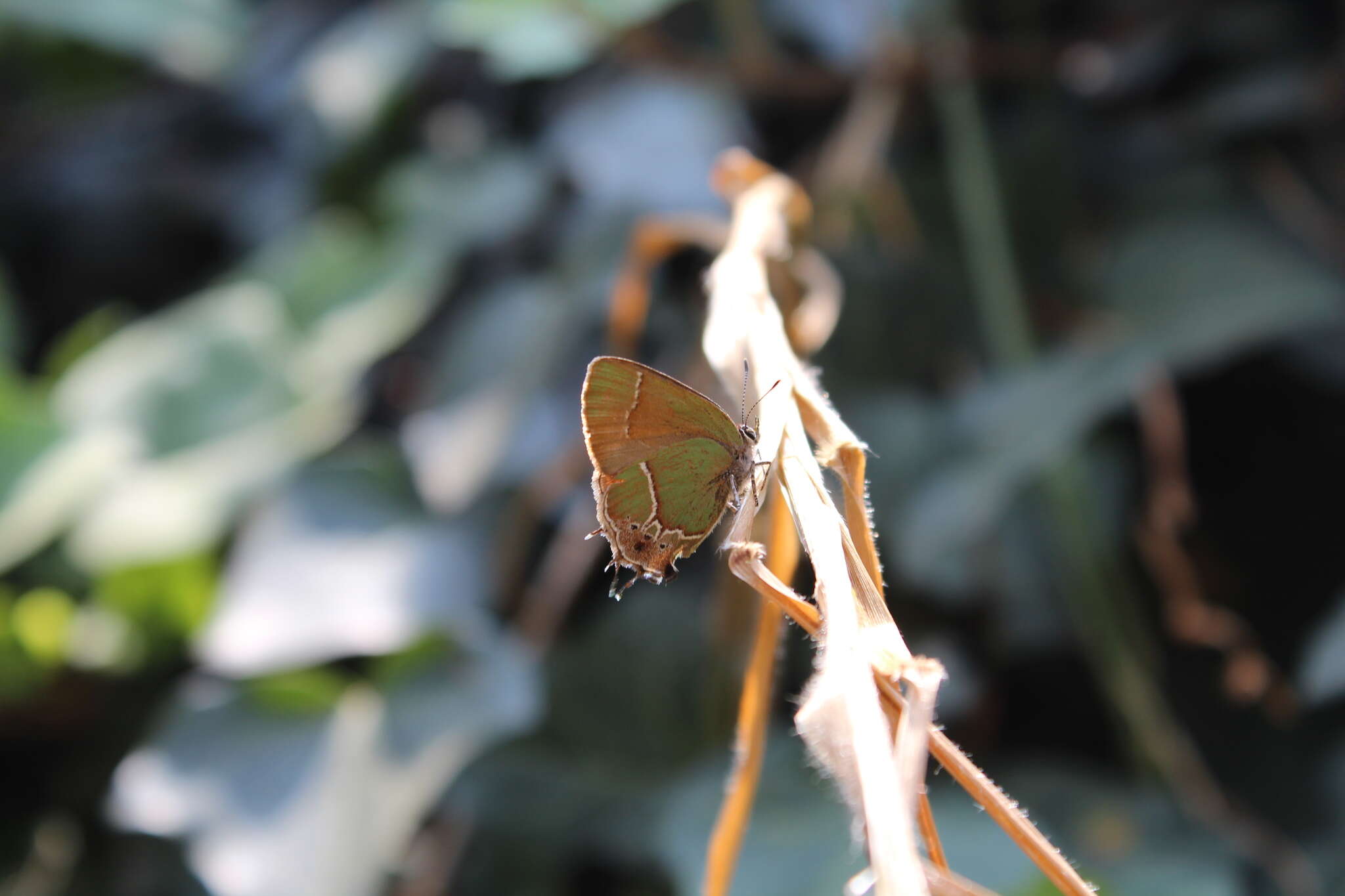 Image of Xami Hairstreak