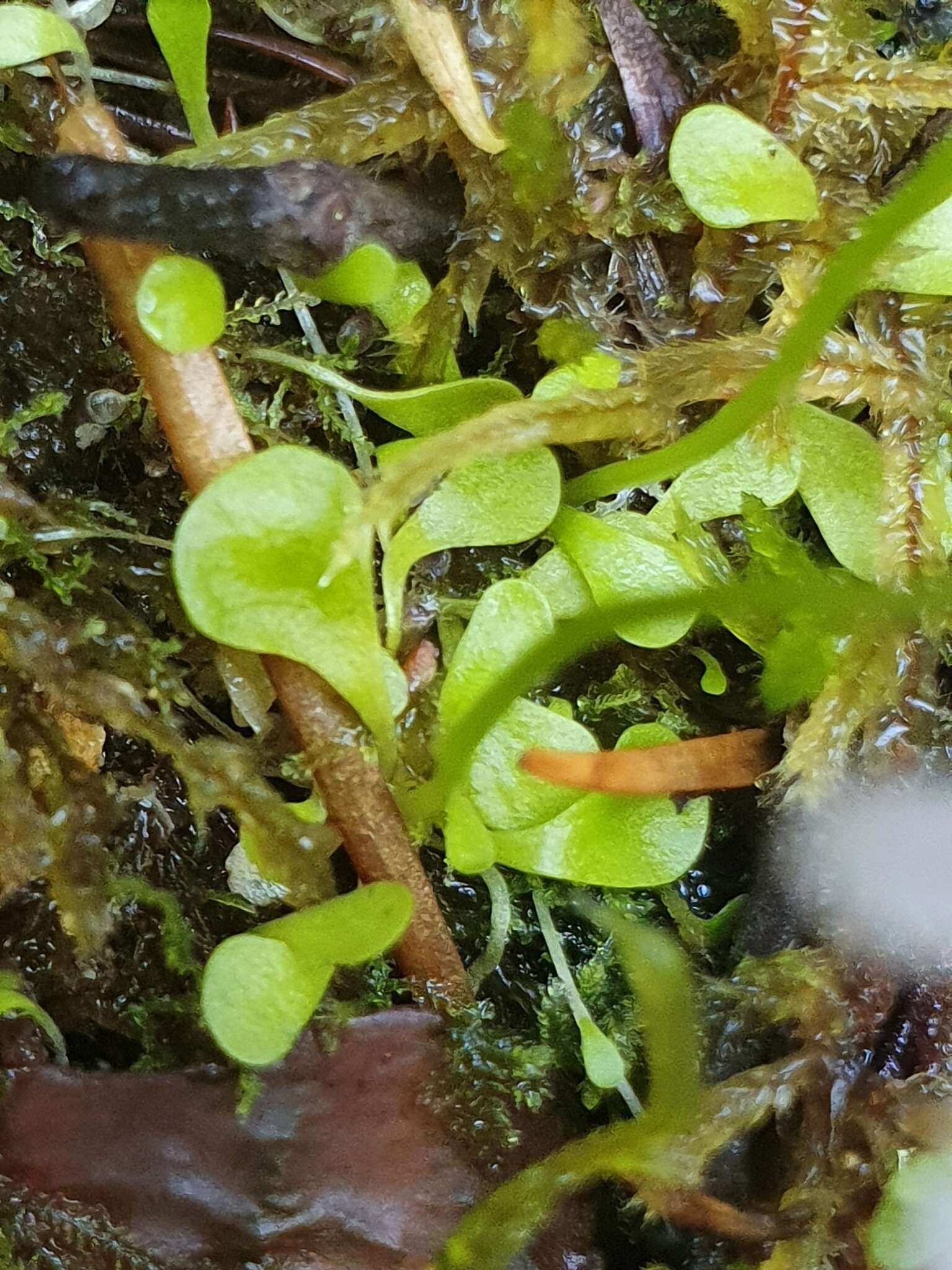 Image of Utricularia sandersonii Oliv.