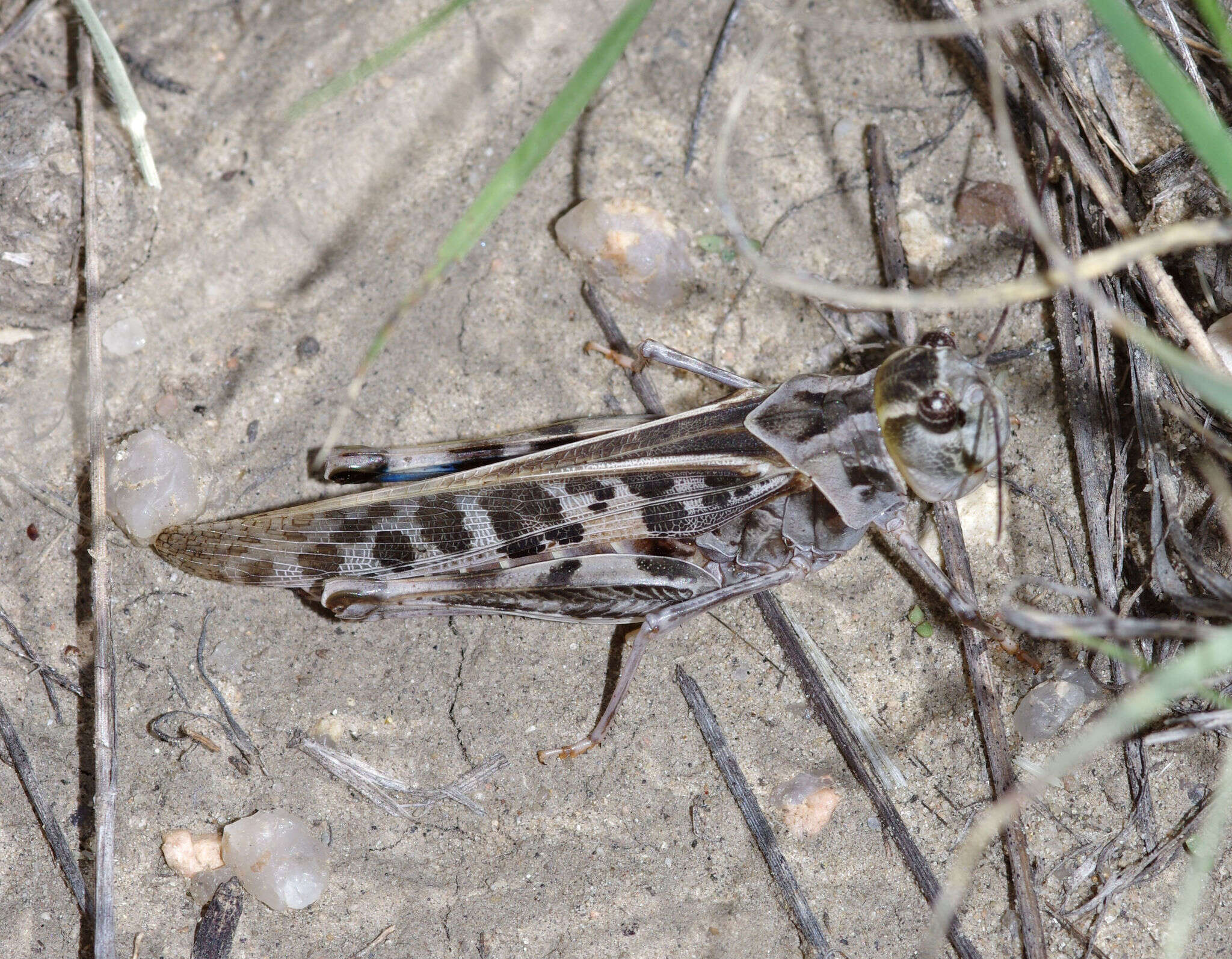 Image of Blue-legged Grasshopper