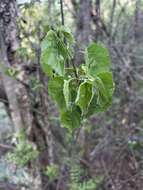 Image of Natal wild pear