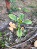 Imagem de Barleria prionitis subsp. ameliae (A. Meeuse) R. K. Brummitt & J. R. I. Wood