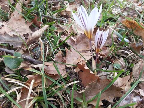 Plancia ëd Crocus etruscus Parl.