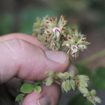 Image de Lespedeza hirta (L.) Hornem.