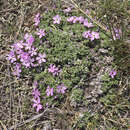 Image of whitemargin phlox