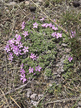 Image of whitemargin phlox