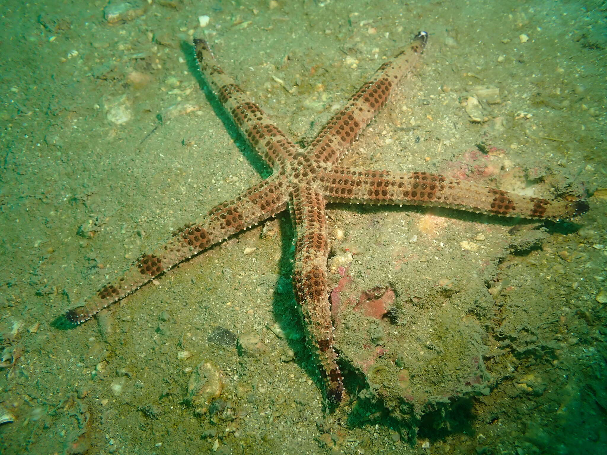 Image of Ophidiaster armatus Koehler 1910