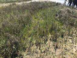 Image of California Cord Grass