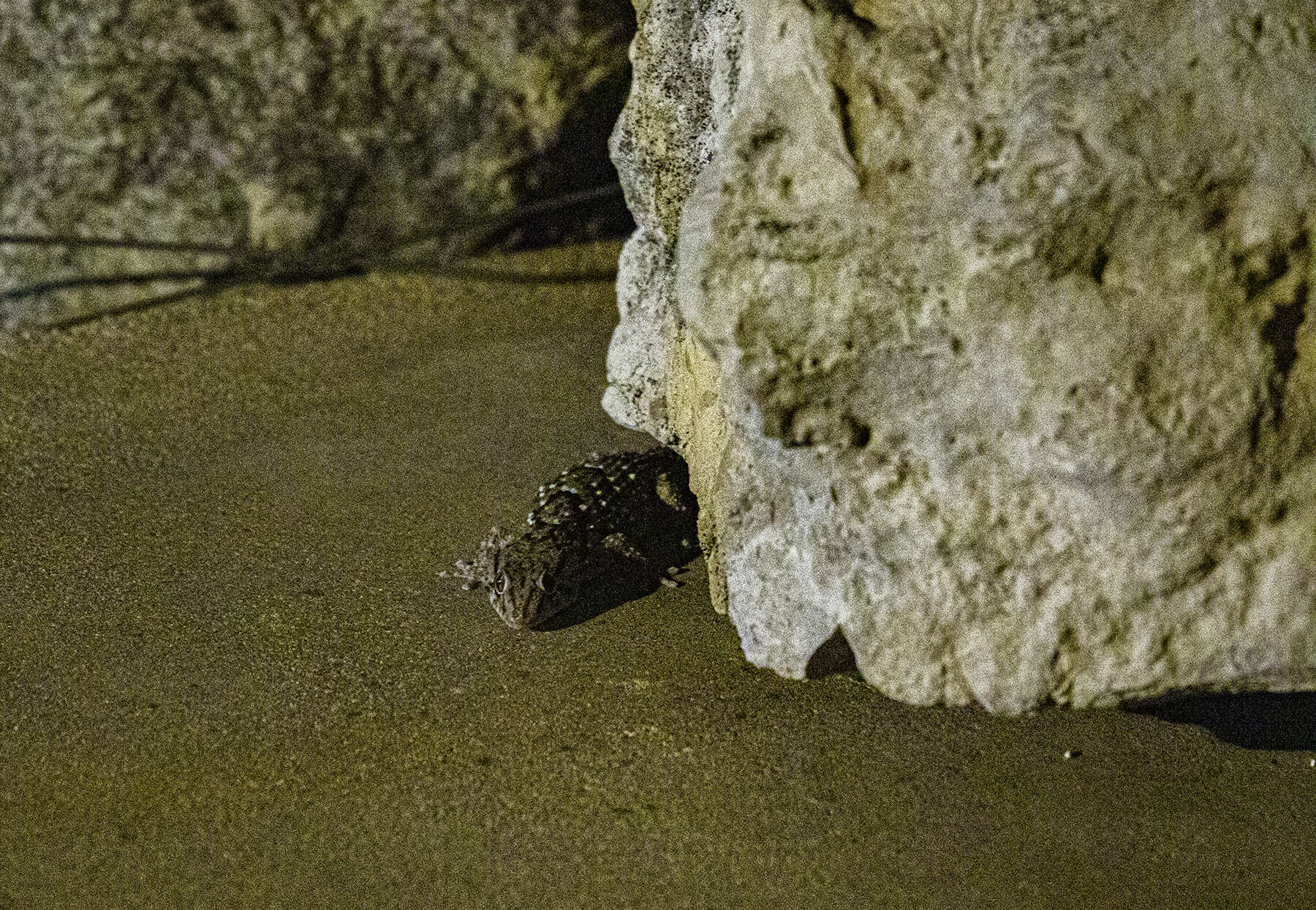 Image of Chondrodactylus laevigatus Fischer 1888