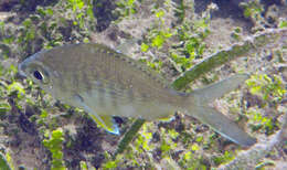 Image of Broad Shad