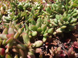 Image of Crassula pubescens subsp. radicans (Haw.) Tölken