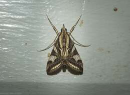 Agrioglypta excelsalis Walker (1866) resmi