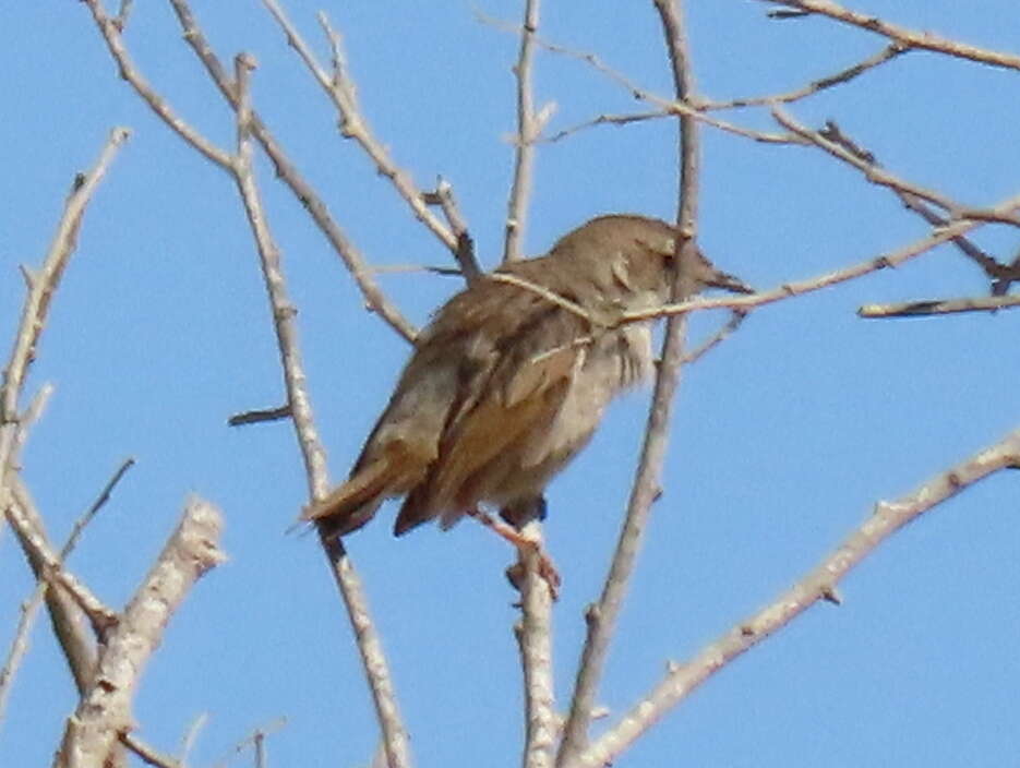 Sivun Cisticola subruficapilla namaqua Lynes 1930 kuva