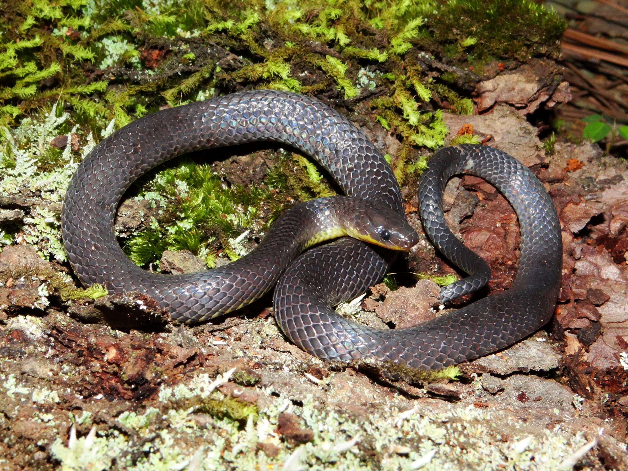 Image of Sierra Coalcoman Earth Snake