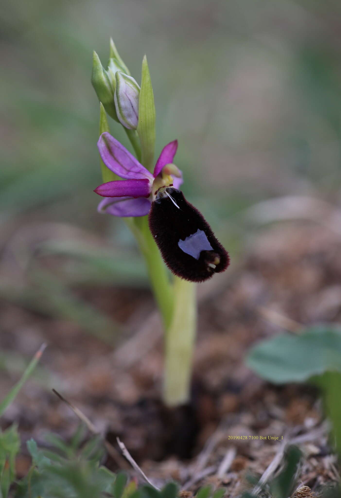 Слика од <i>Ophrys <i>bertolonii</i></i> subsp. bertolonii