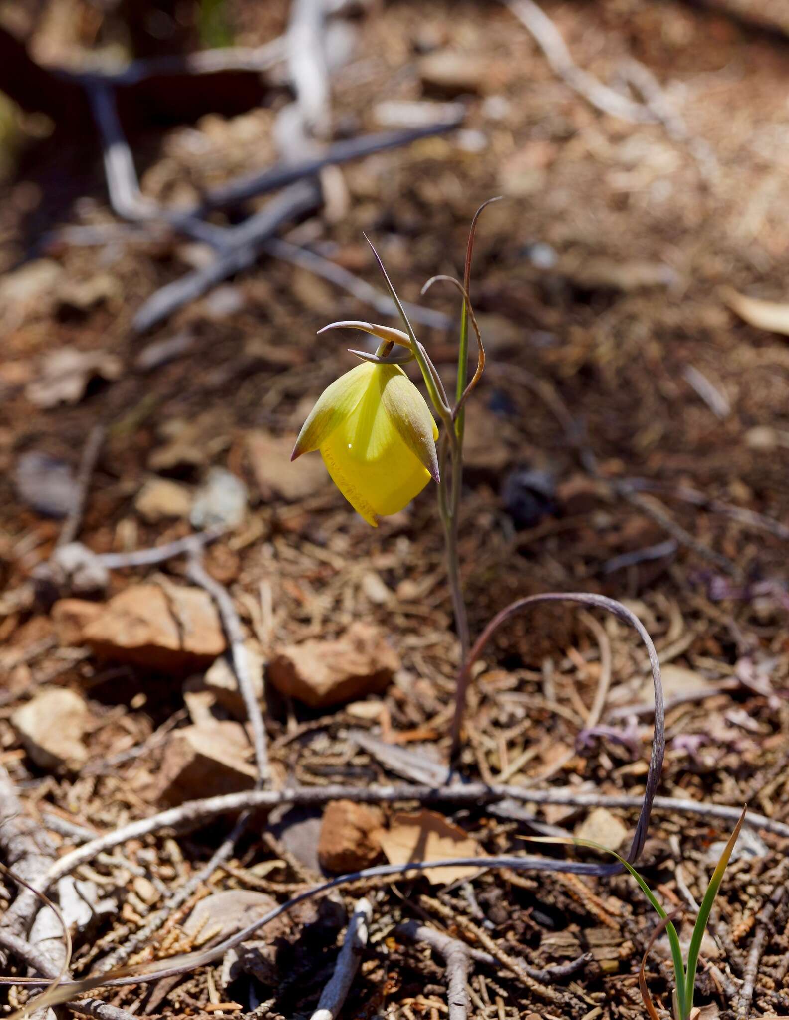 Calochortus raichei Farwig & V. Girard resmi