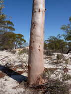 Image of Eucalyptus salicola M. I. H. Brooker