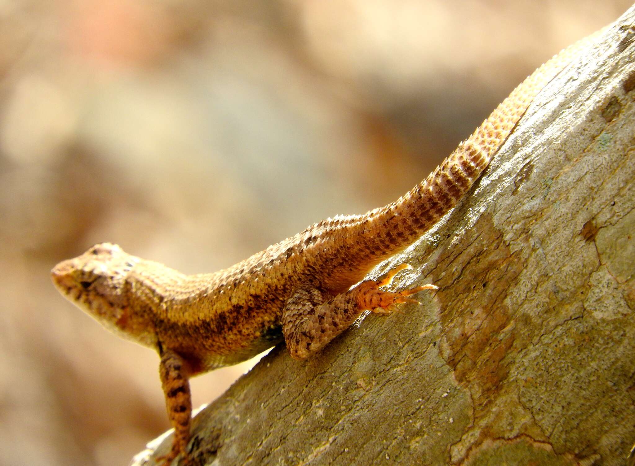 Image of Nelson's Spiny Lizard