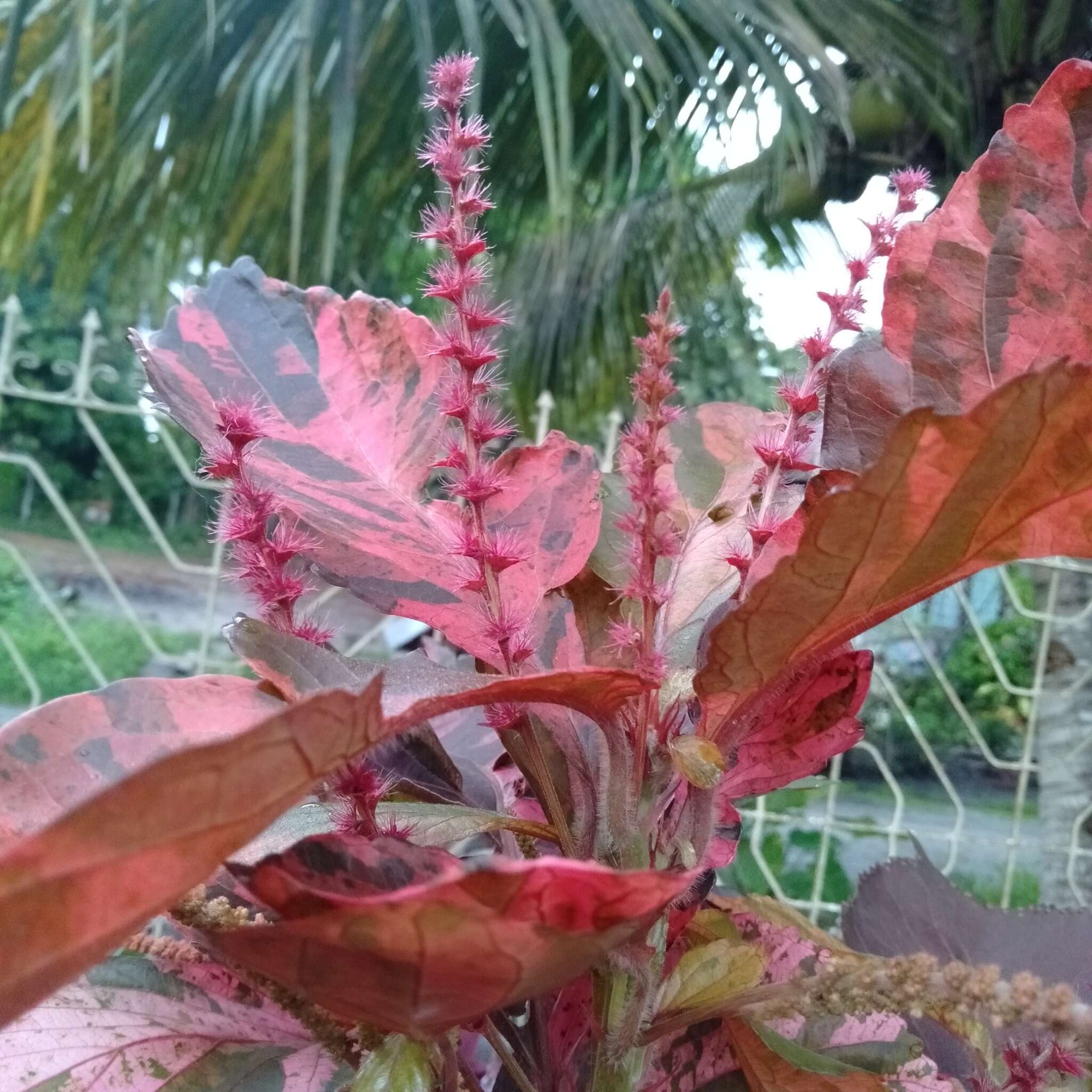 صورة Acalypha wilkesiana Müll. Arg.