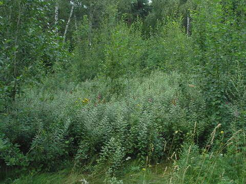 Image of <i>Spiraea</i> × <i>pallidiflora</i> Zabel